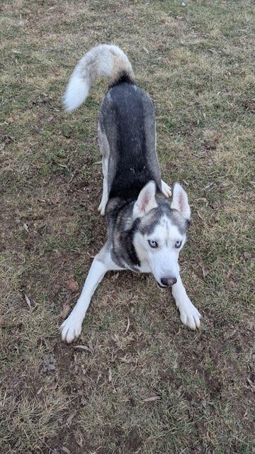 Enlarge Apollo, a Adoptable mixed breed in Franklin, IN image 3/6