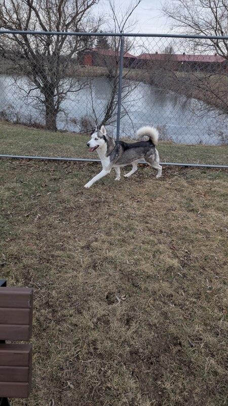 Enlarge Apollo, a Adoptable mixed breed in Franklin, IN image 2/6