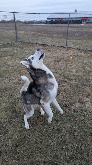 Enlarge Apollo, a Adoptable mixed breed in Franklin, IN image 5/6