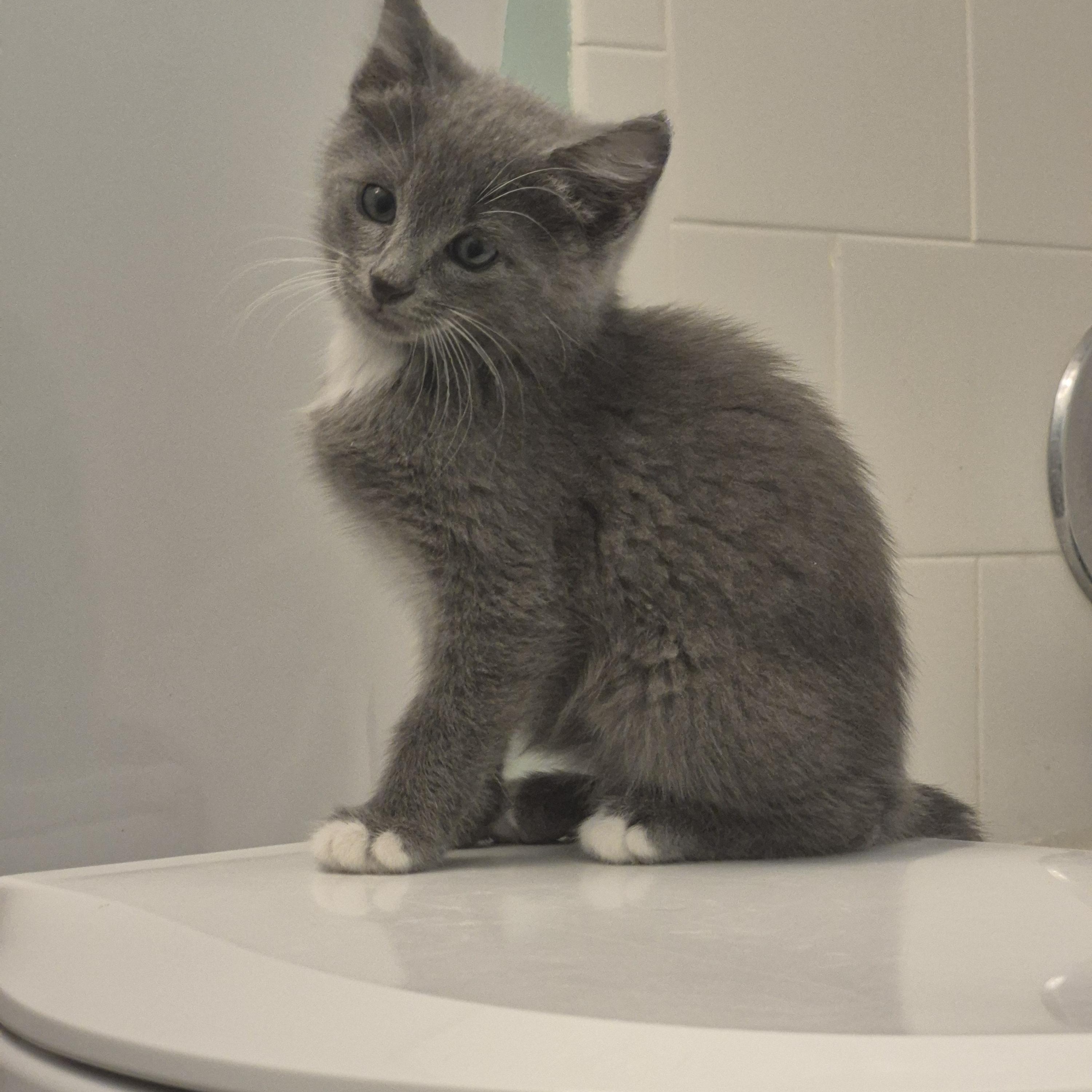 Ciabatta, ADOPTABLE, Kitten Female Domestic Medium Hair.