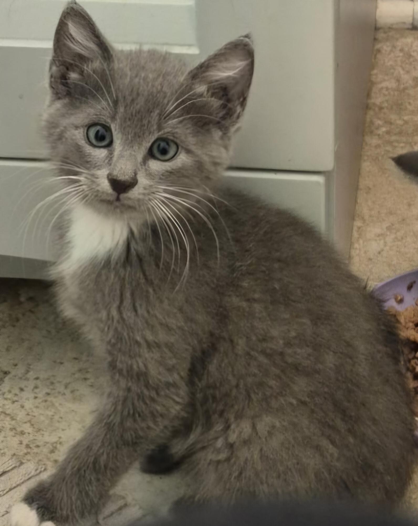 Ciabatta, a ADOPTABLE Domestic Medium Hair in Saint Pete Beach, FL image 2/2