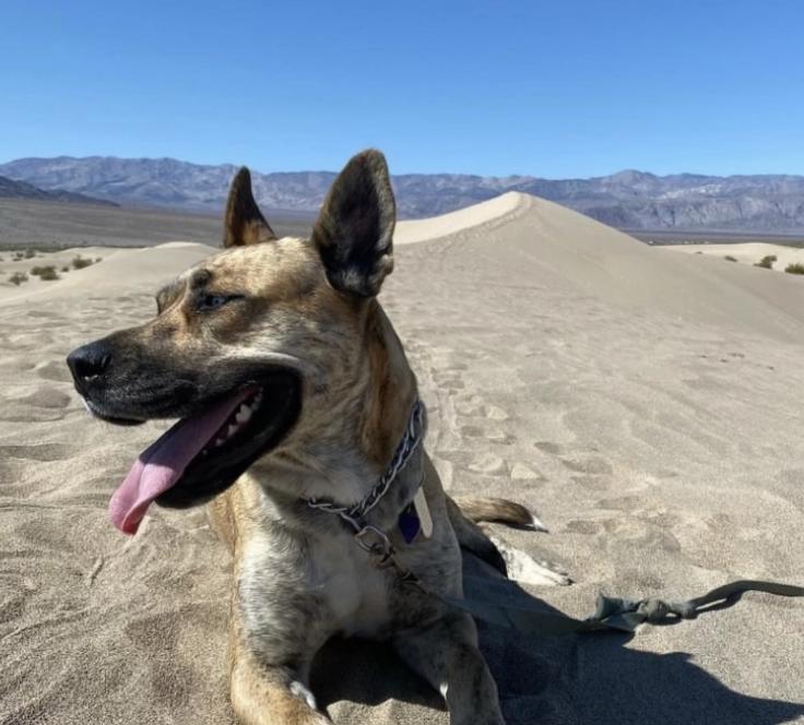 Enlarge Josie, an adoptable Husky in PORTLAND, OR image 4/6