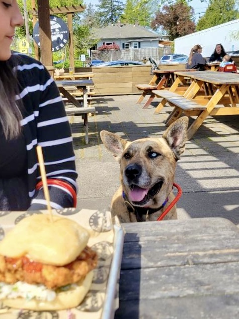 Enlarge Josie, an adoptable Husky in PORTLAND, OR image 6/6
