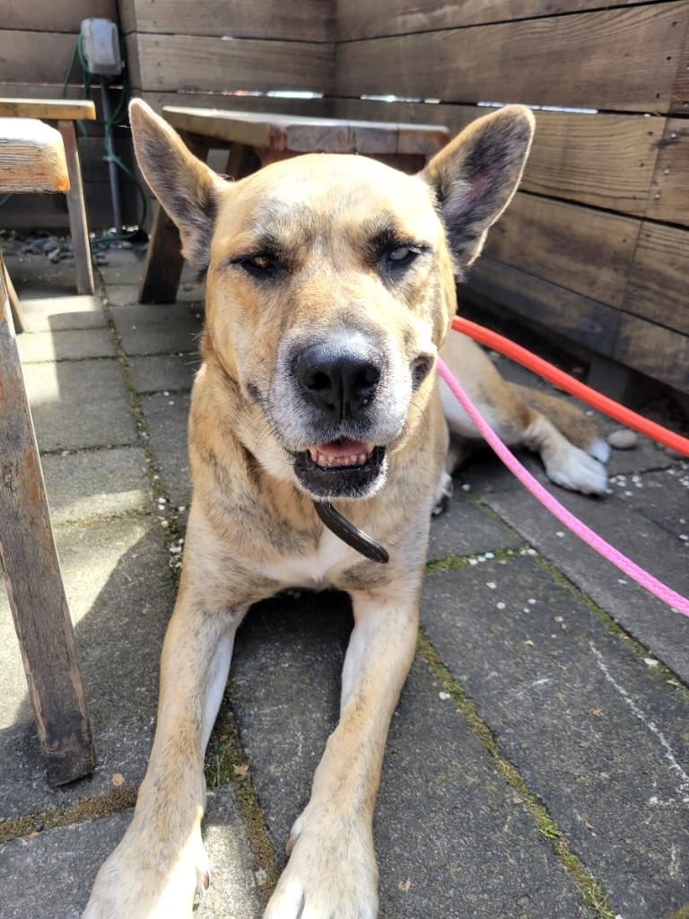 Josie, adoptable, Adult Female Husky.