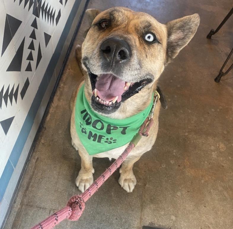 Enlarge Josie, an adoptable Husky in PORTLAND, OR image 5/6