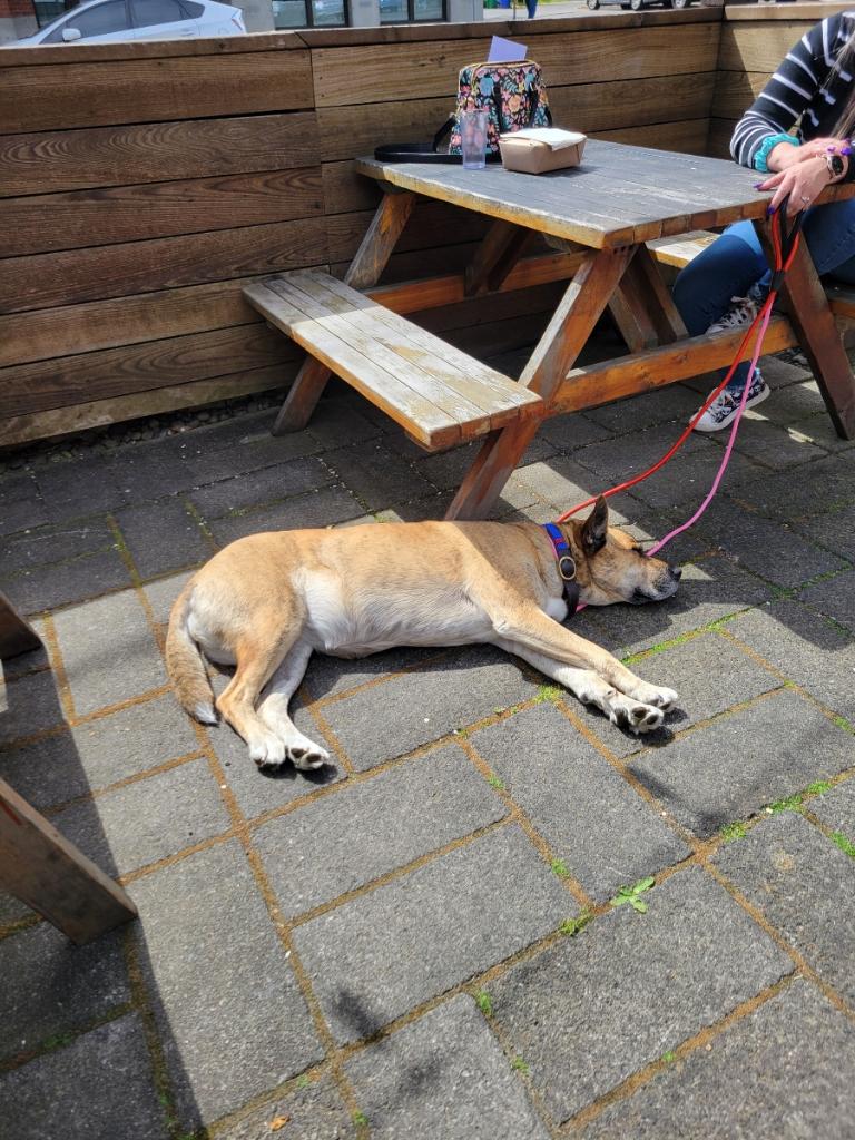 Enlarge Josie, an adoptable Husky in PORTLAND, OR image 3/6