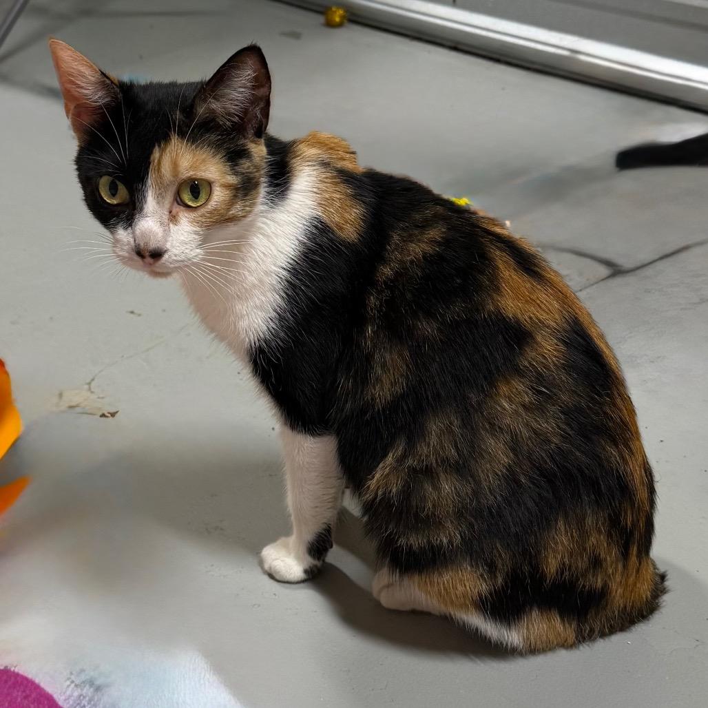 Lollipop, ADOPTABLE, Adult • Female, American Bobtail & Domestic Short Hair.