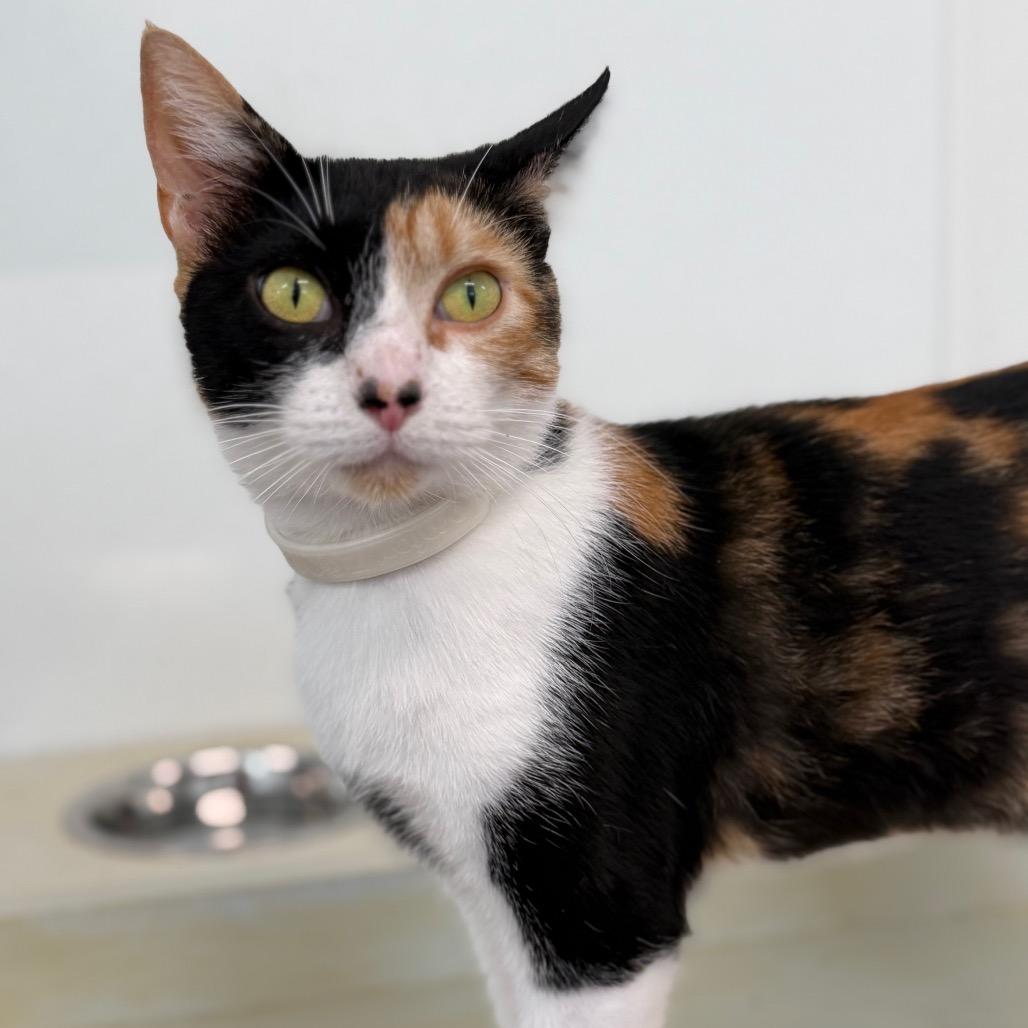 Enlarge Lollipop, a Adoptable mixed breed in Brownsboro, AL image 4/4
