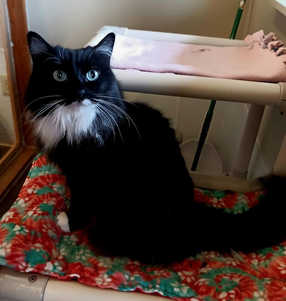 Enlarge Miaa, a Adoptable mixed breed in Challis, ID image 1/4