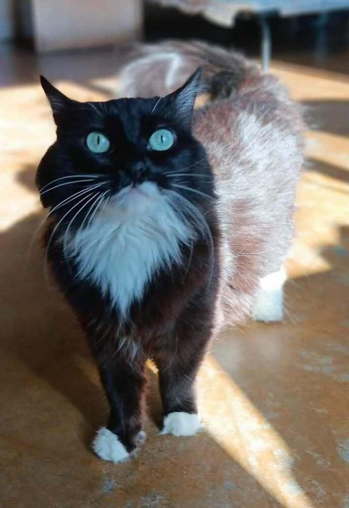 Enlarge Miaa, a Adoptable mixed breed in Challis, ID image 1/3