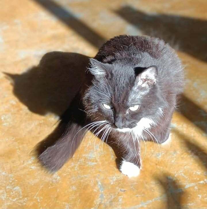 Enlarge Miaa, a Adoptable mixed breed in Challis, ID image 2/3