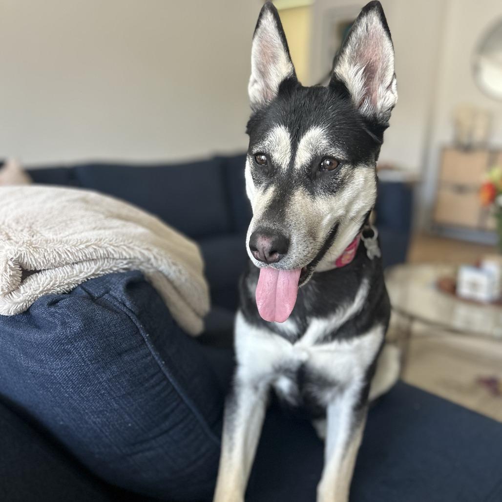 Zara, Adoptable, Adult Female Siberian Husky.