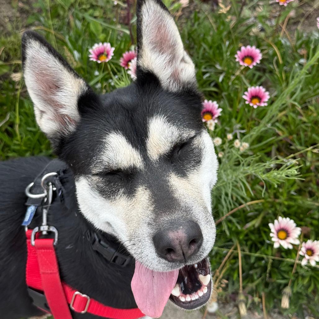 Zara, Adoptable, Adult Female Siberian Husky.