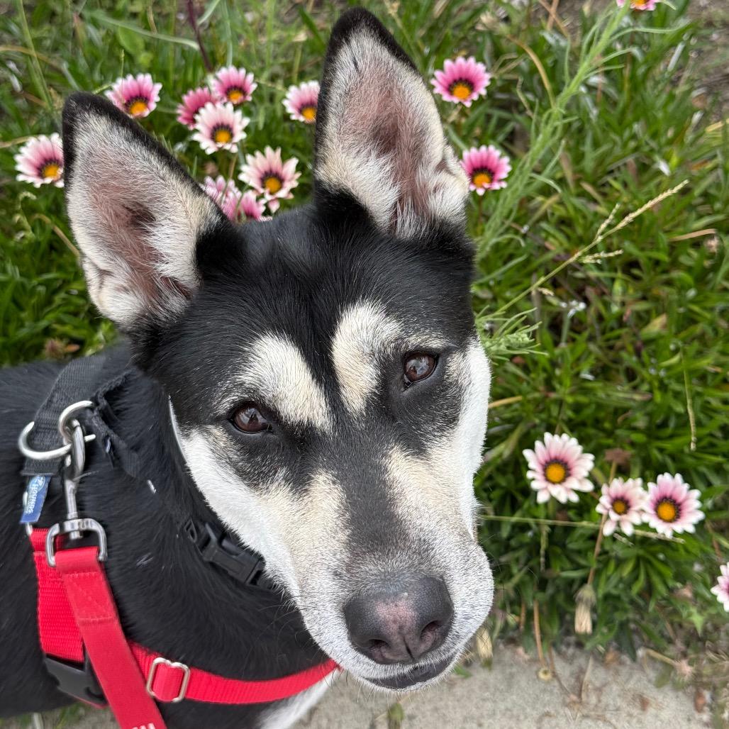 Enlarge Zara, a Adoptable Siberian Husky in Pasadena, CA image 2/5