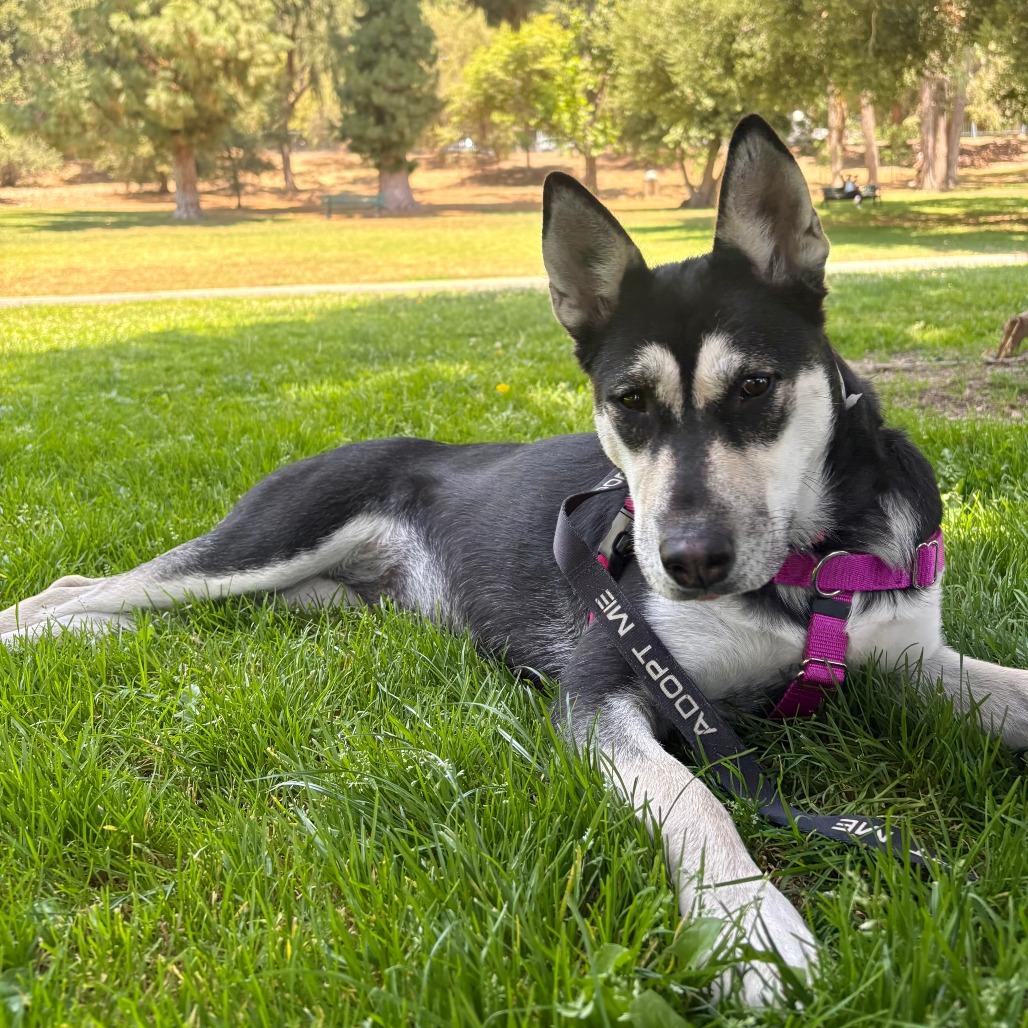 Enlarge Zara, a Adoptable Siberian Husky in Pasadena, CA image 3/5