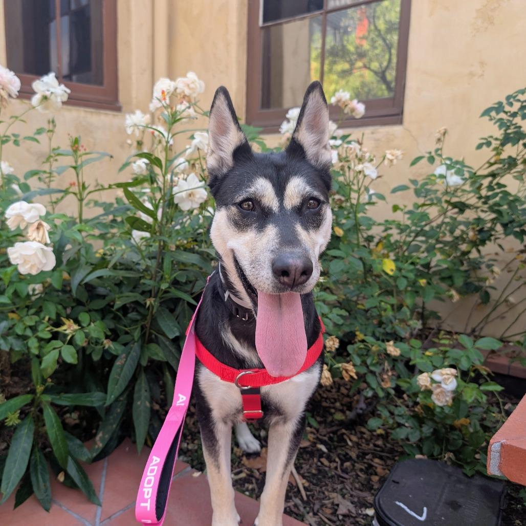 Enlarge Zara, a Adoptable Siberian Husky in Pasadena, CA image 4/5