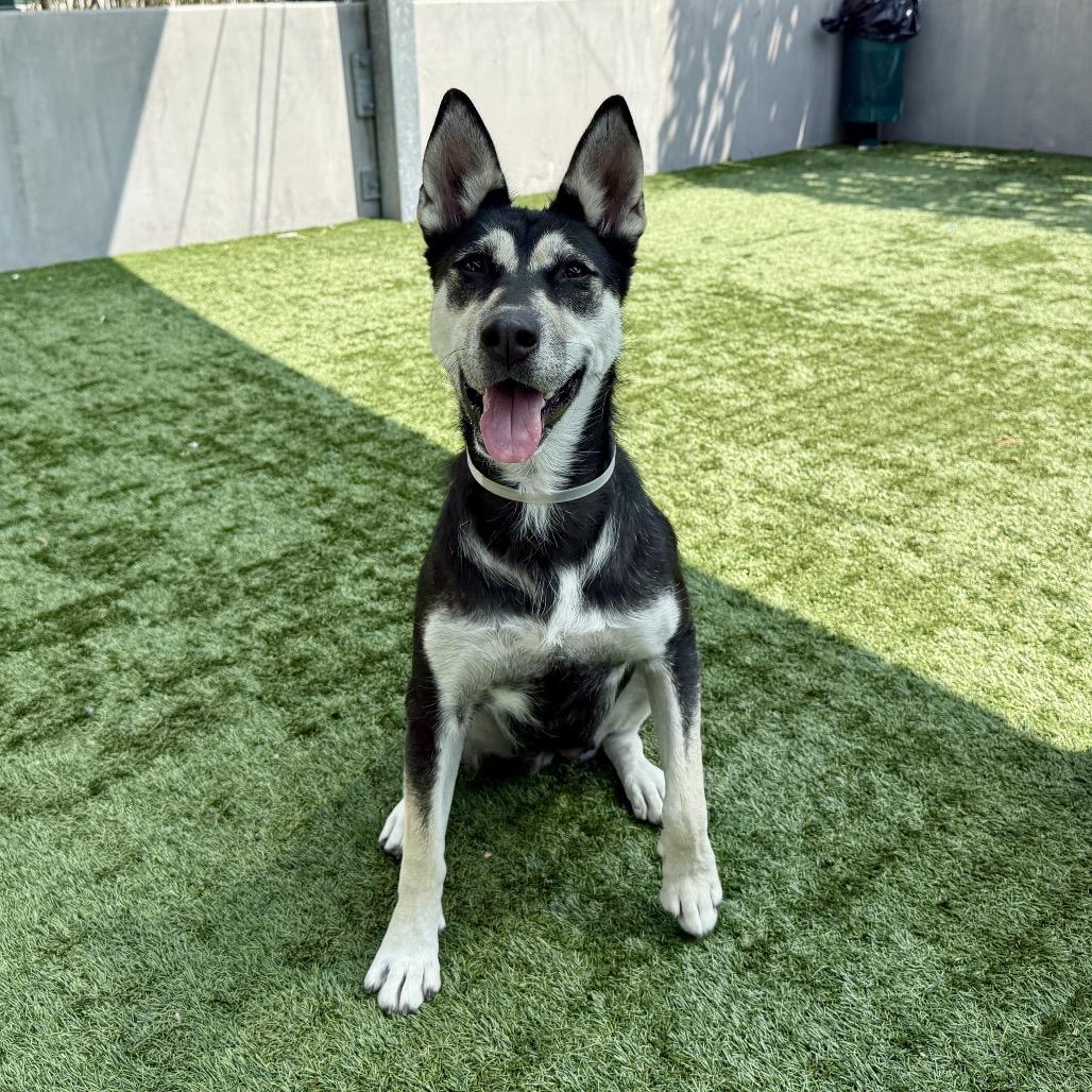 Enlarge Zara, a Adoptable Siberian Husky in Pasadena, CA image 5/5