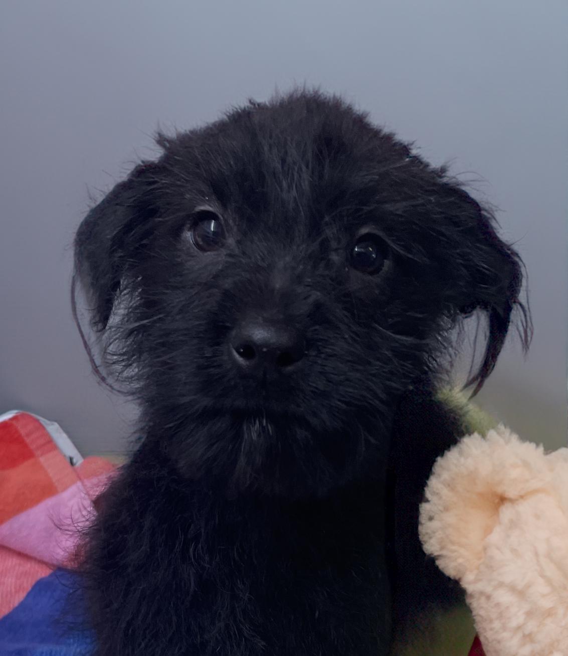 Enlarge Jetson, an adopted mixed breed in Horseshoe Bend, AR image 2/3