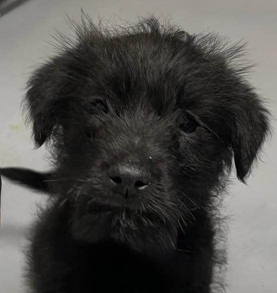 Enlarge Jetson, an adopted mixed breed in Horseshoe Bend, AR image 1/3