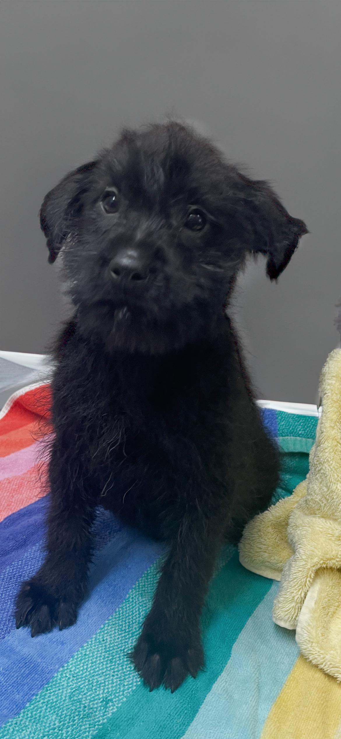 Enlarge Jetson, an adopted mixed breed in Horseshoe Bend, AR image 3/3