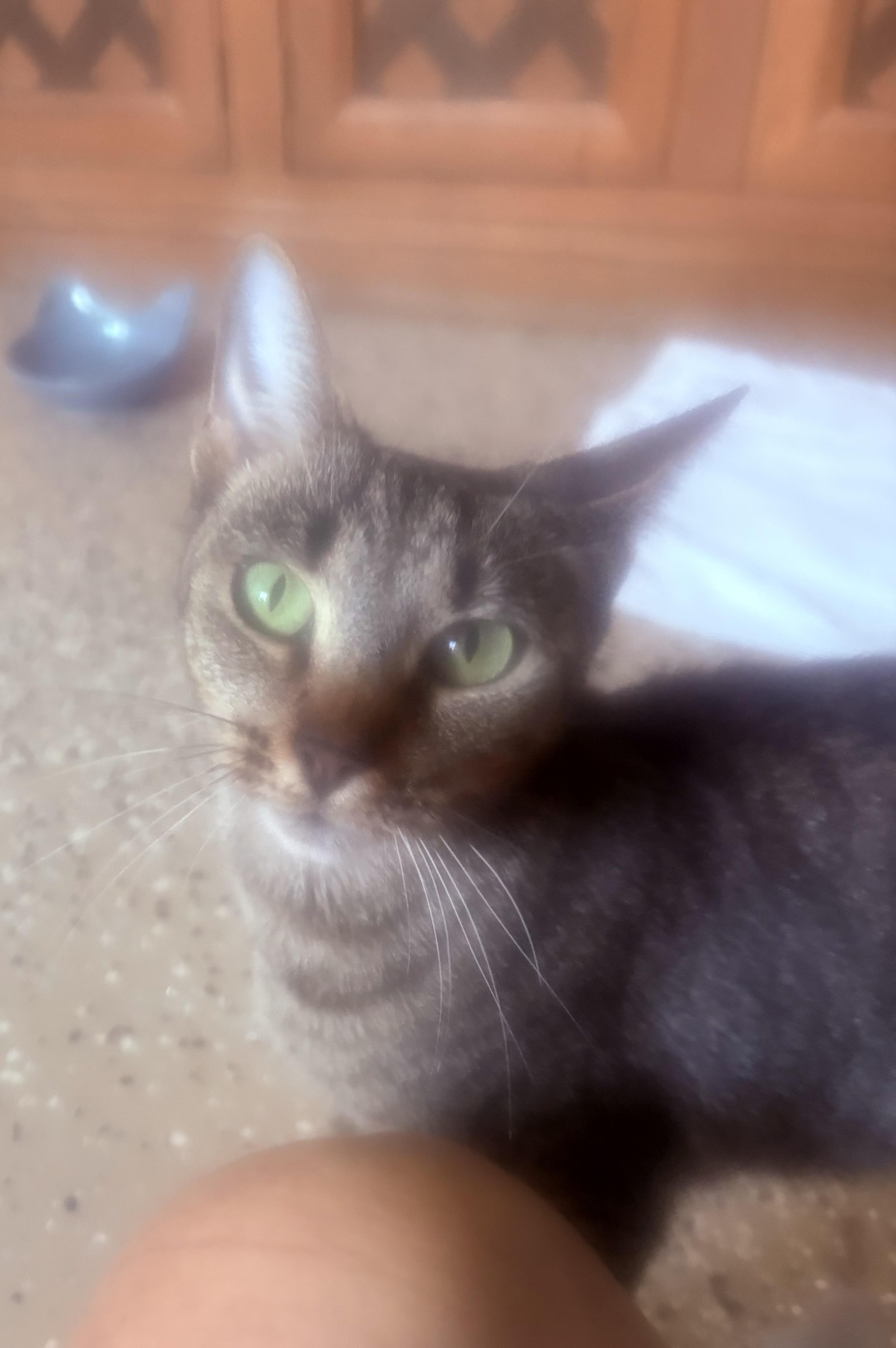 Chloe, a Adoptable Domestic Short Hair in Bonita Springs, FL image 1/2