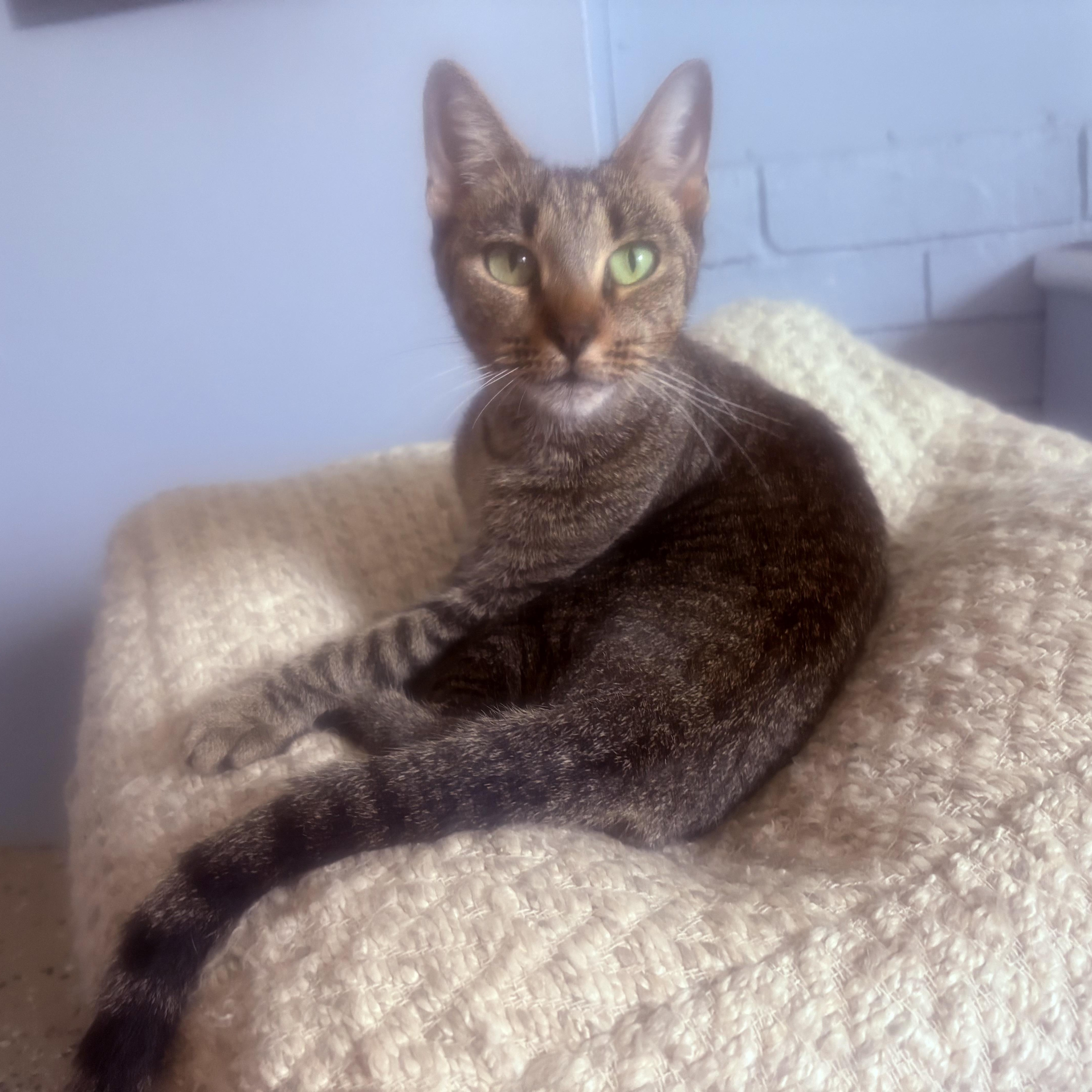 Chloe, a Adoptable Domestic Short Hair in Bonita Springs, FL image 2/2