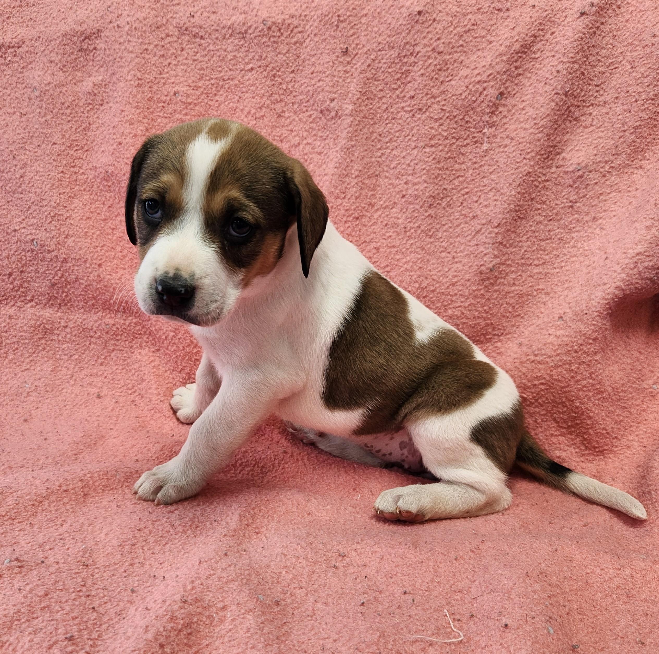 Enlarge Oakley, a ADOPTABLE mixed breed in Siloam Springs, AR image 3/4