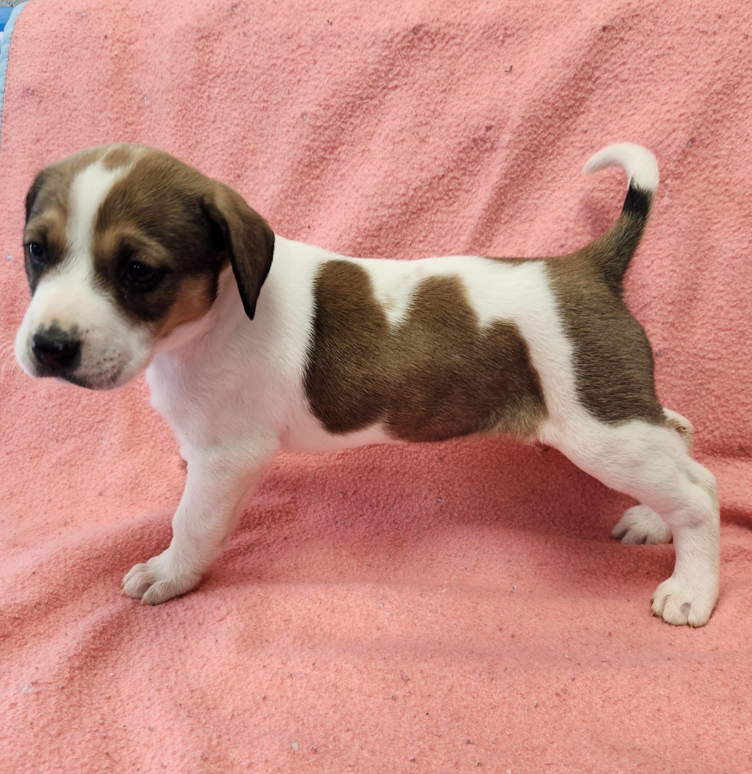 Enlarge Oakley, a ADOPTABLE mixed breed in Siloam Springs, AR image 4/4