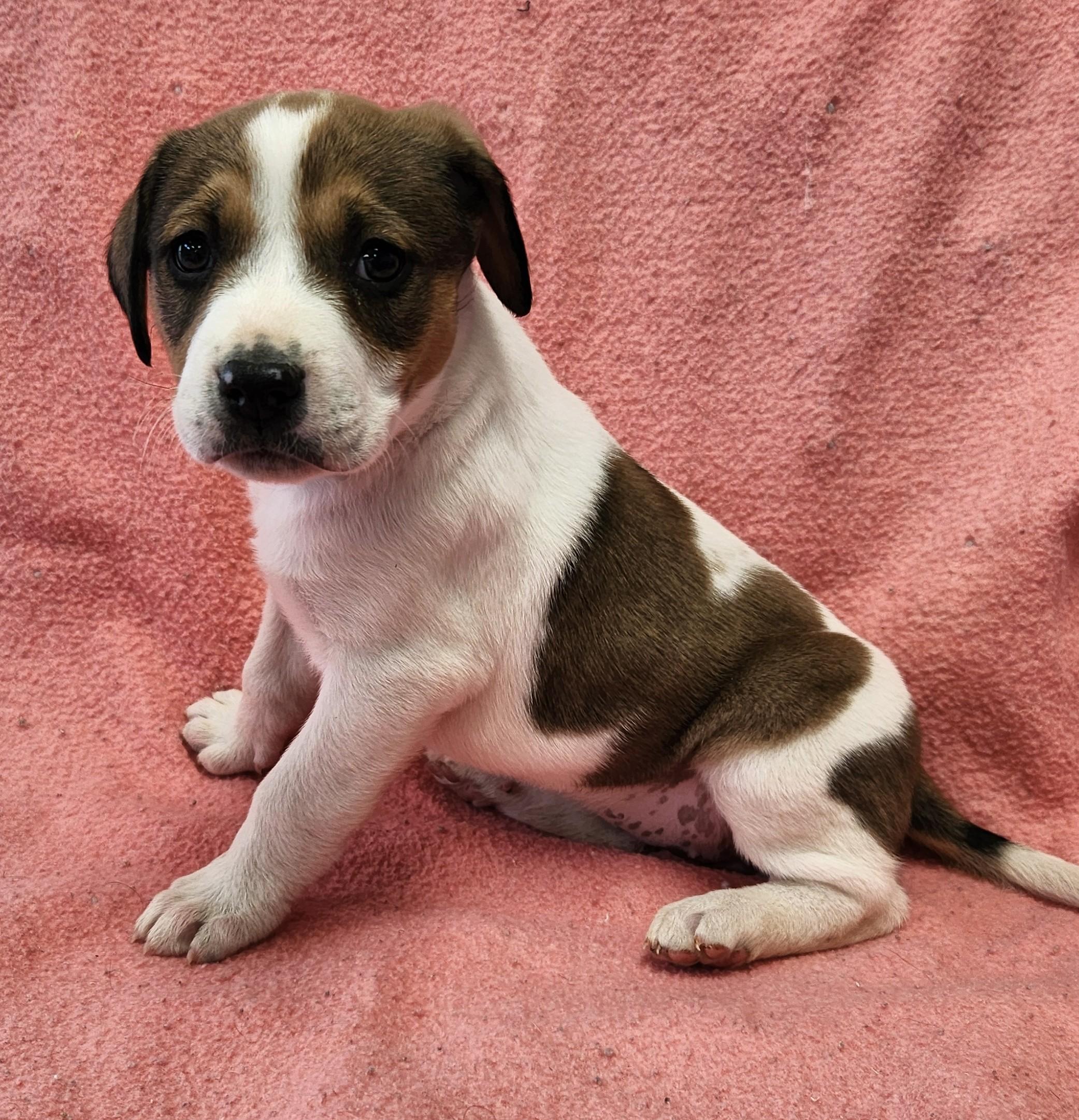 Oakley, ADOPTABLE, Puppy Female Anatolian Shepherd.