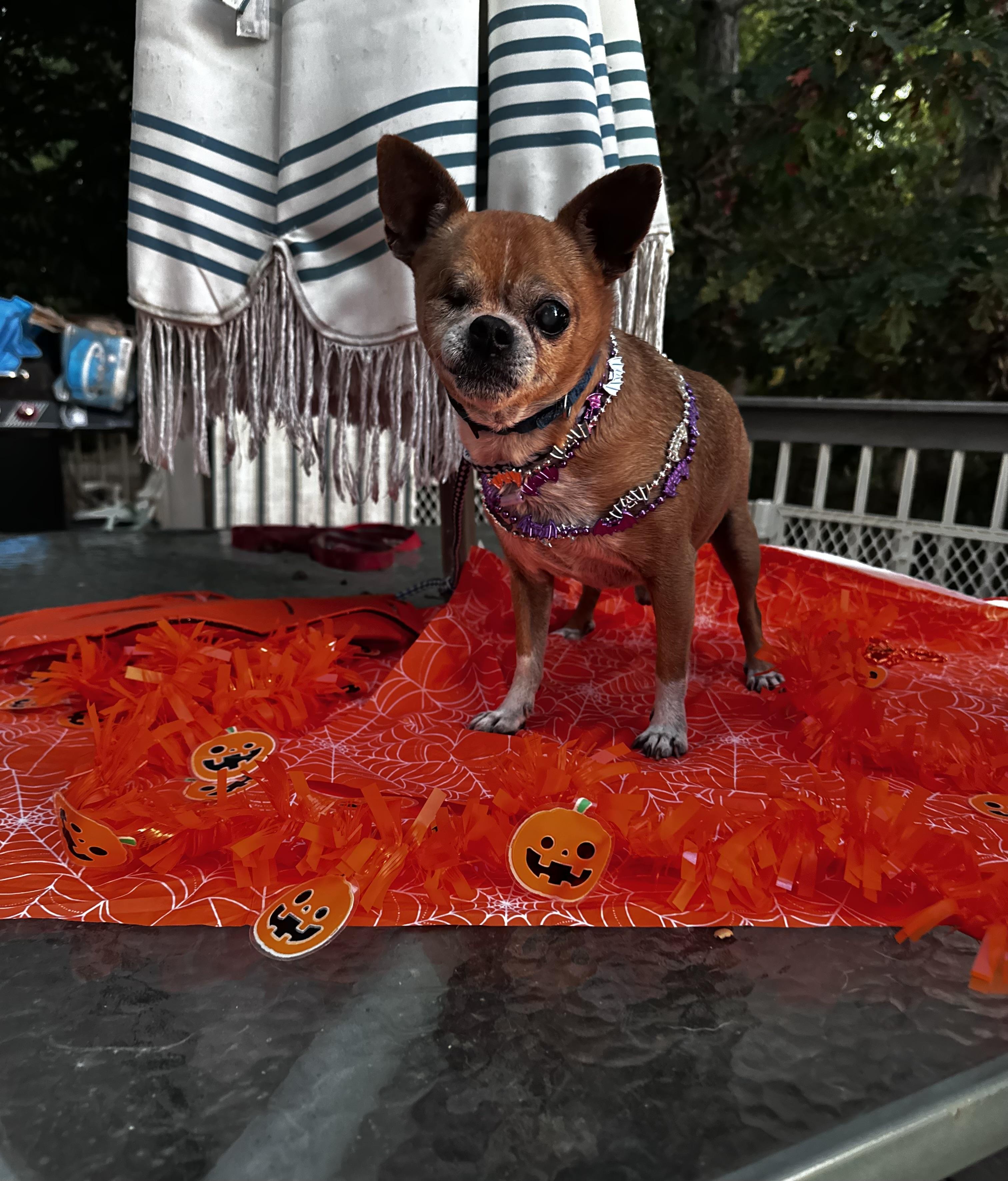 One eye Jack , ADOPTABLE, Senior Male Chihuahua & Pug.