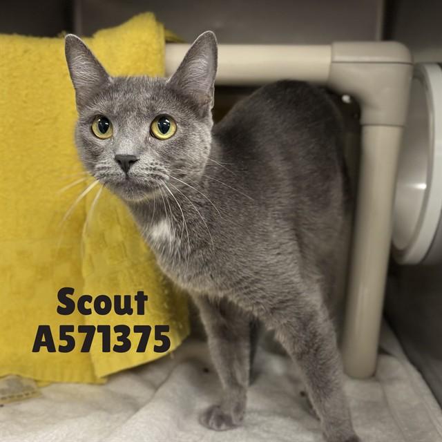 Enlarge SCOUT, a Adoptable Domestic Short Hair in Huntsville, AL image 1/1