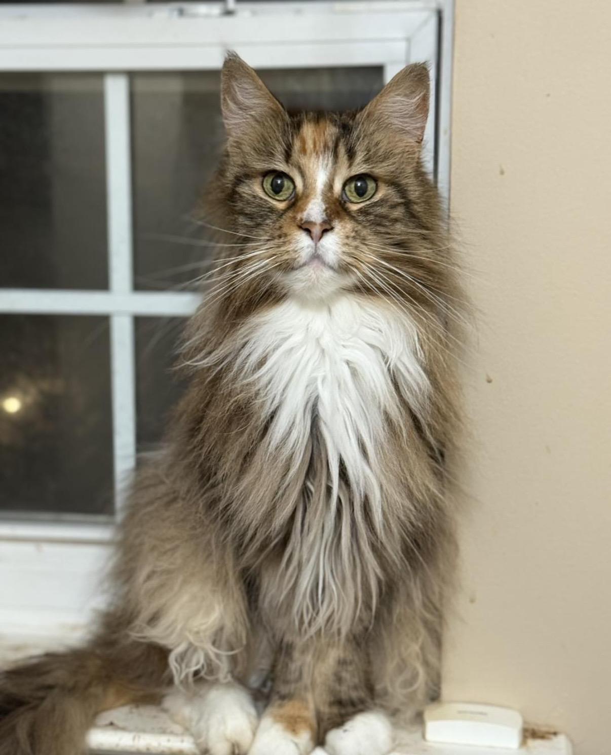 Enlarge Aspen, a ADOPTABLE Maine Coon in Old Bridge, NJ image 1/1