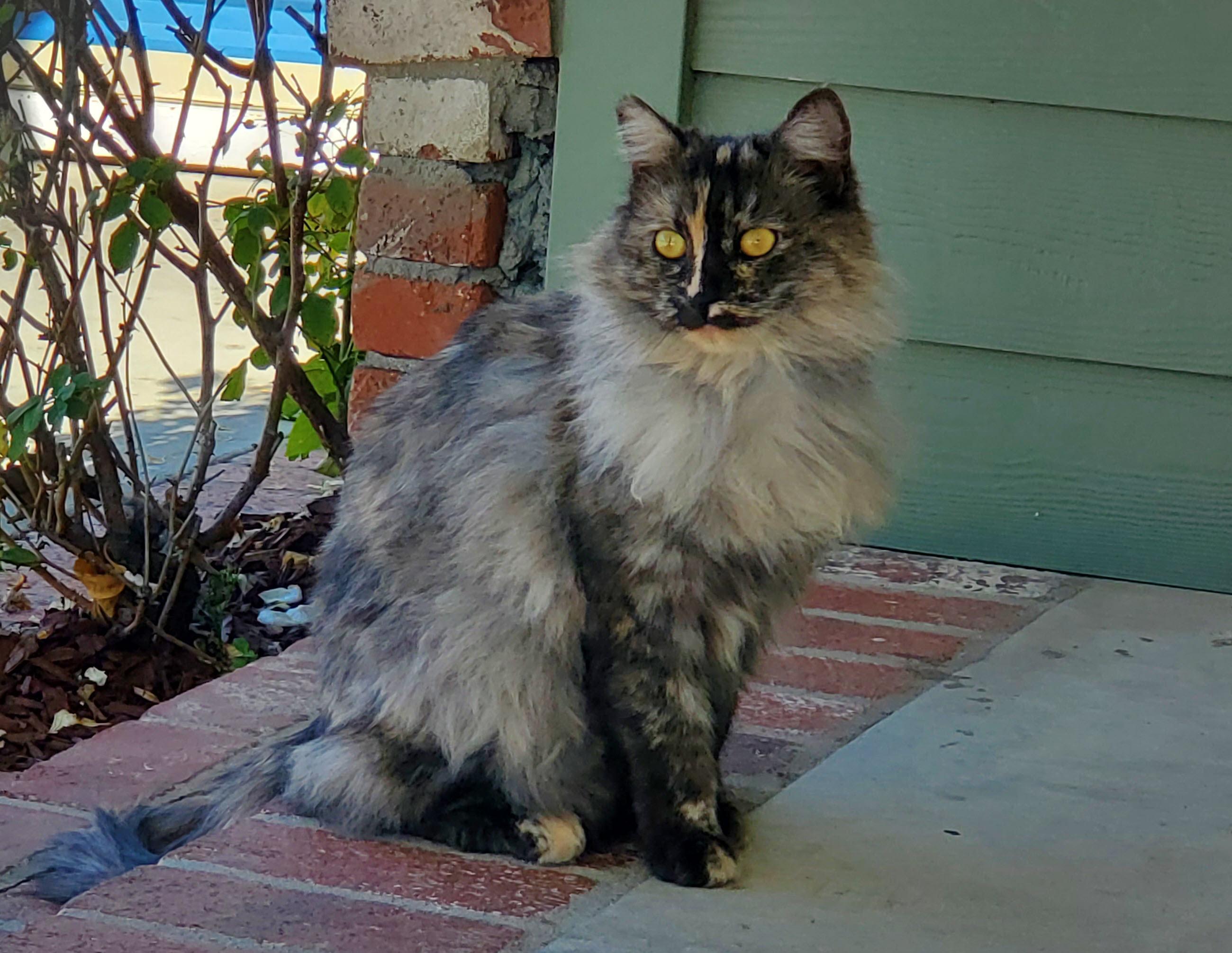 Enlarge SOPHIE, a Adoptable Domestic Long Hair in Los Angeles, CA image 3/4