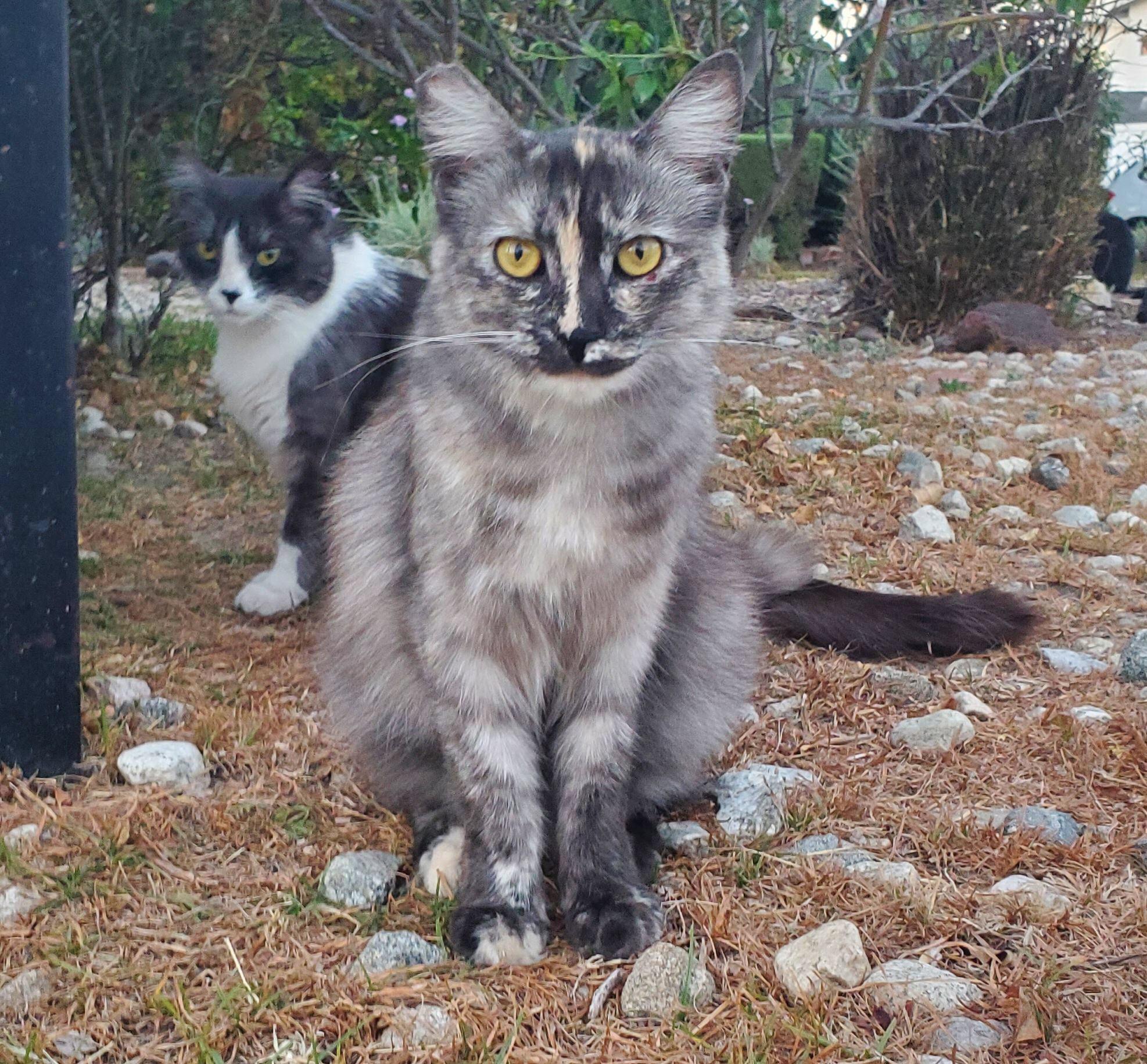 Enlarge SOPHIE, a Adoptable Domestic Long Hair in Los Angeles, CA image 2/4