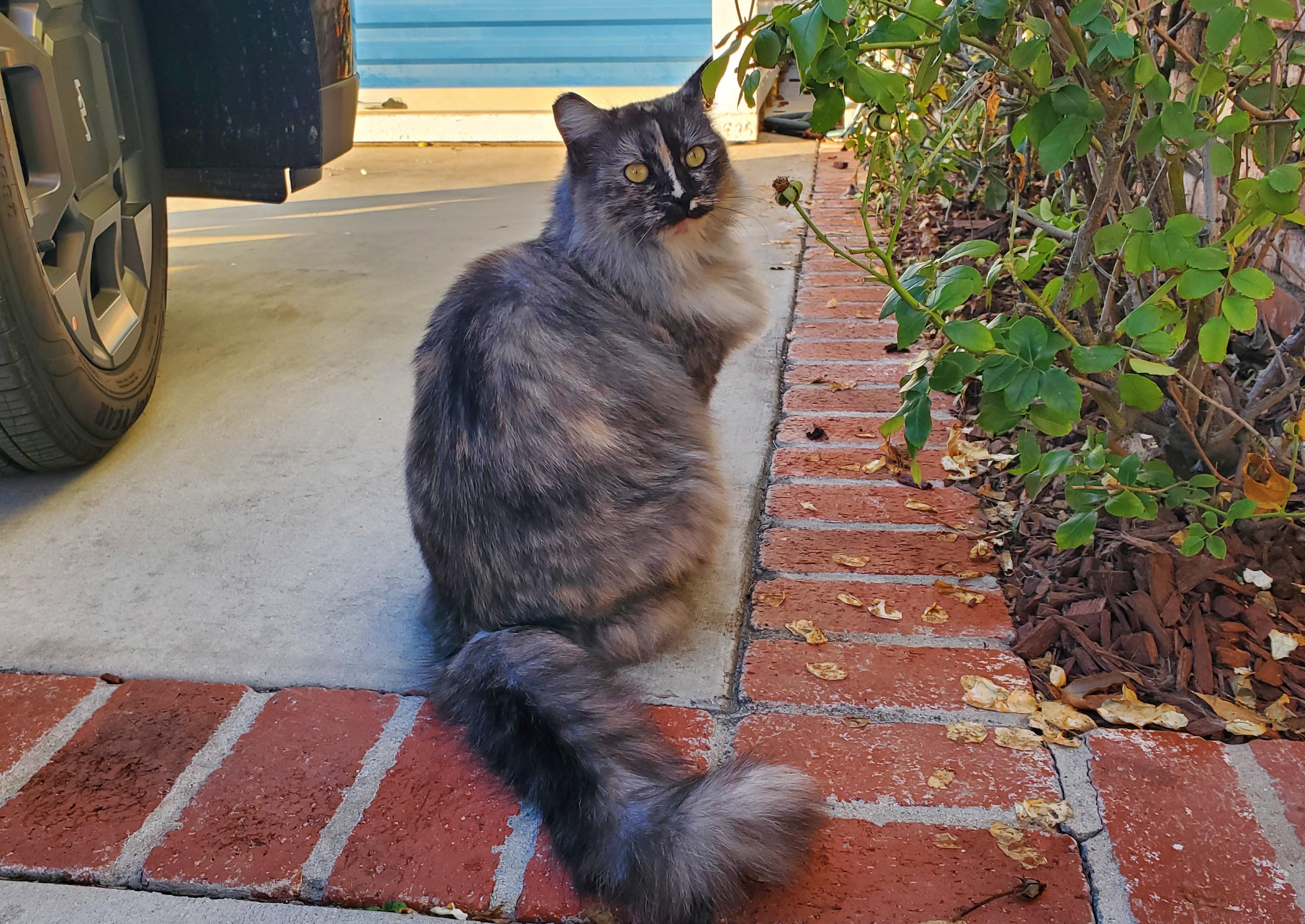 Enlarge SOPHIE, a Adoptable Domestic Long Hair in Los Angeles, CA image 4/4
