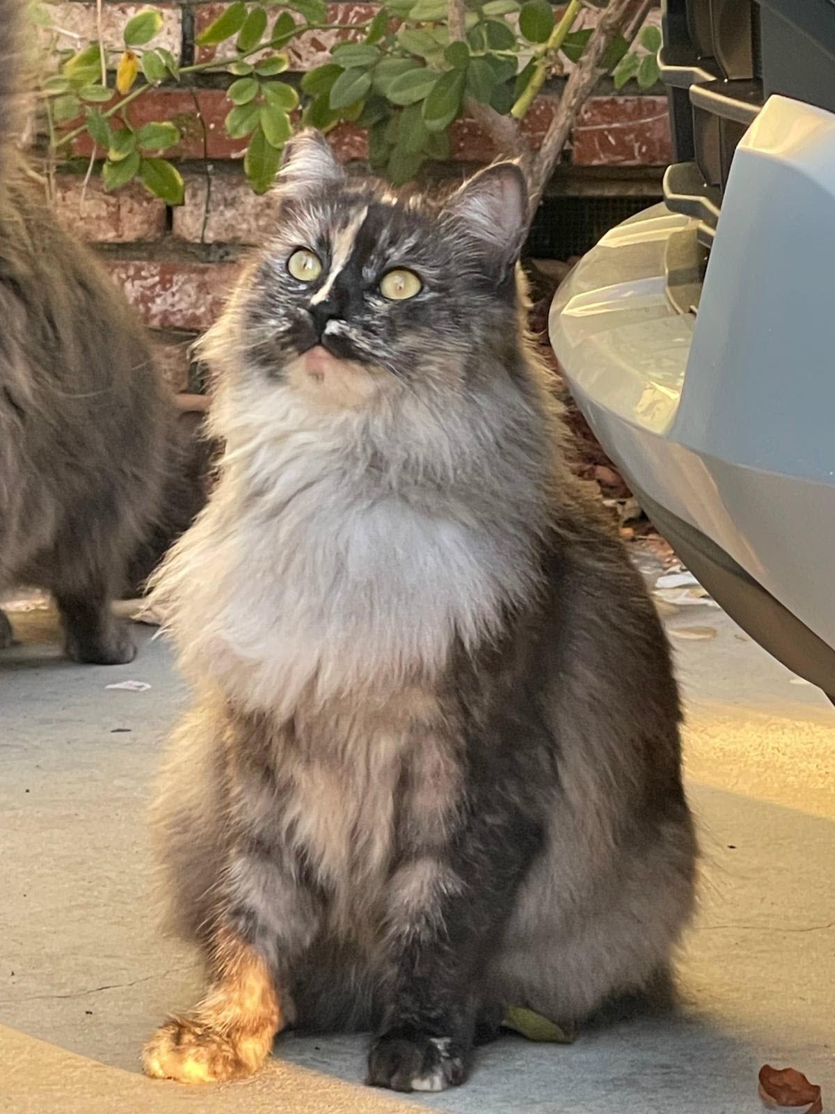 Enlarge SOPHIE, a Adoptable Domestic Long Hair in Los Angeles, CA image 1/4