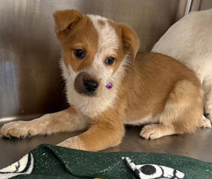 Merida, Adoptable, Puppy Female Fox Terrier & Mixed Breed.