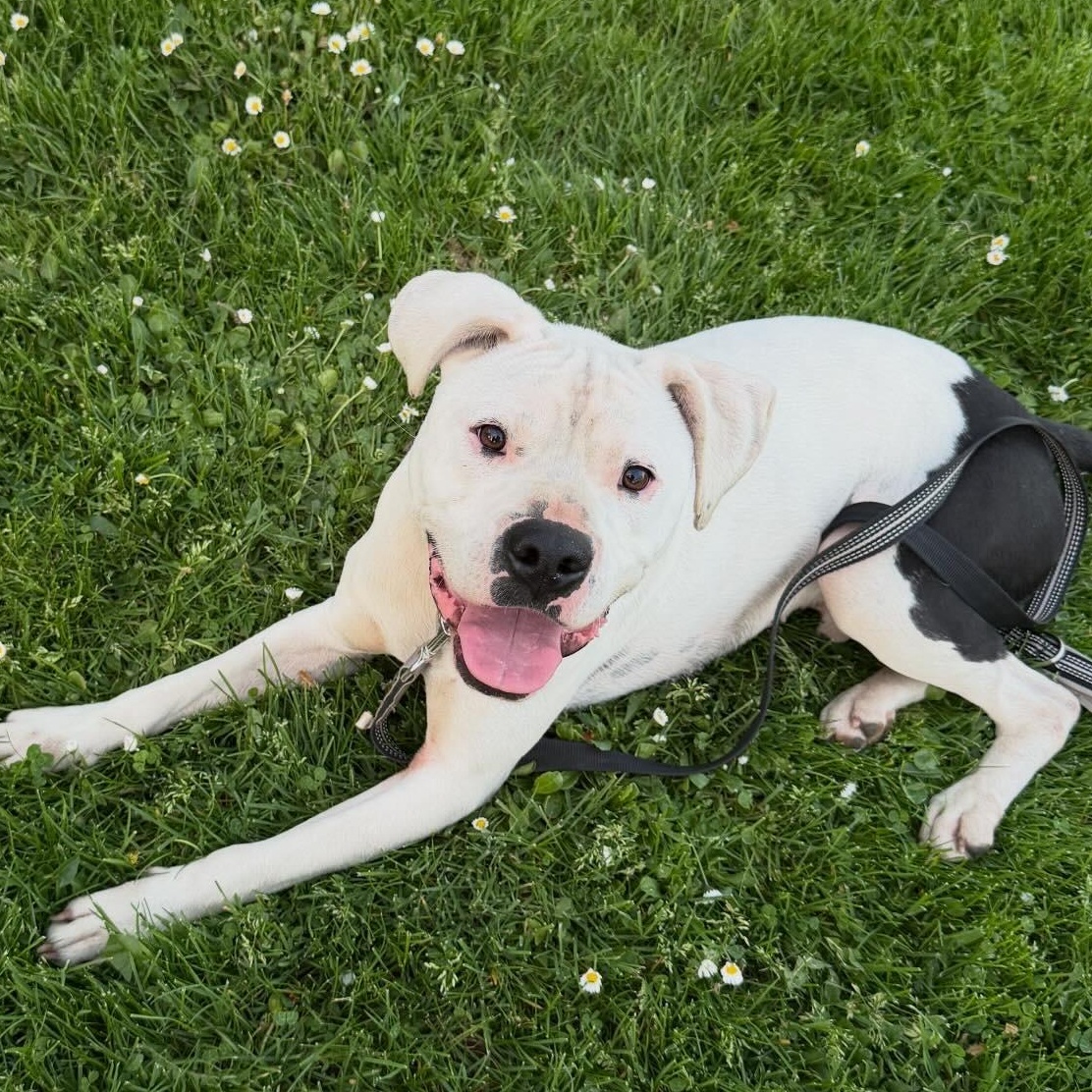 Sleepy, ADOPTABLE, Adult Male Pit Bull Terrier.