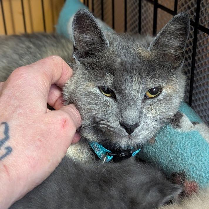 Pippa, Adoptable, Adult Female Domestic Short Hair.