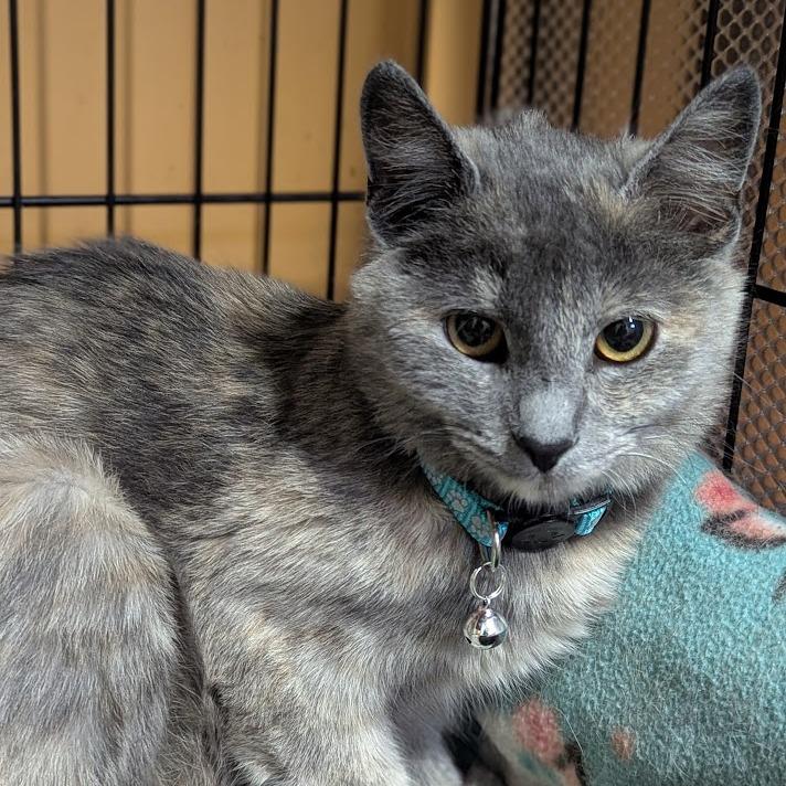 Pippa, a Adoptable Domestic Short Hair in Johnstown, PA image 2/4