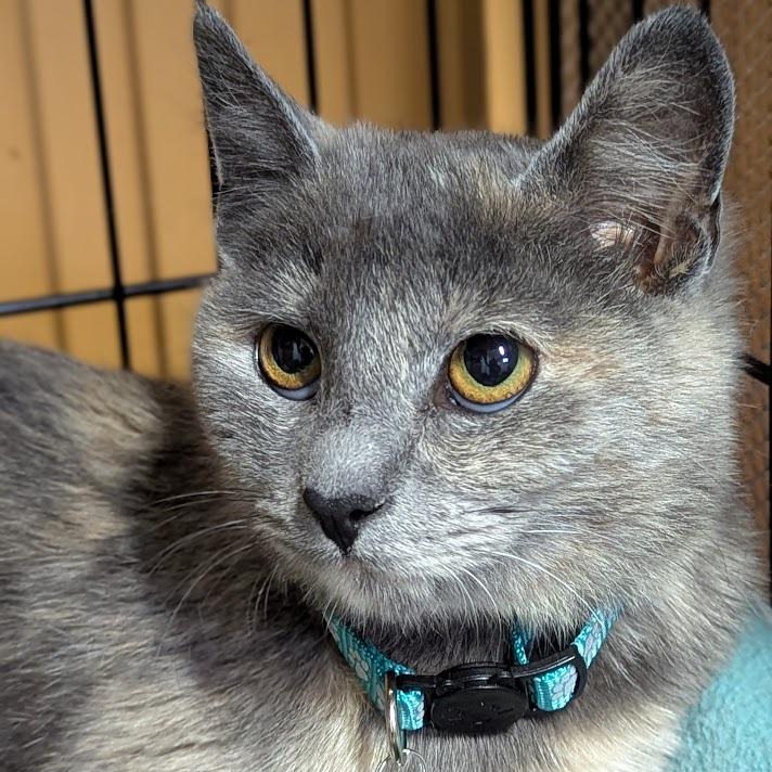 Pippa, a Adoptable Domestic Short Hair in Johnstown, PA image 3/4