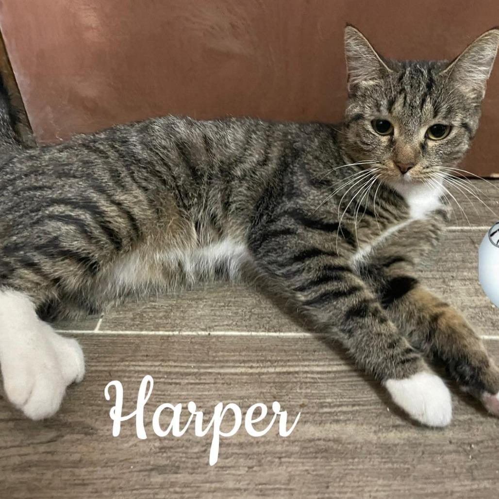 Enlarge Harper, a Adoptable Domestic Short Hair in Washington, PA image 1/1