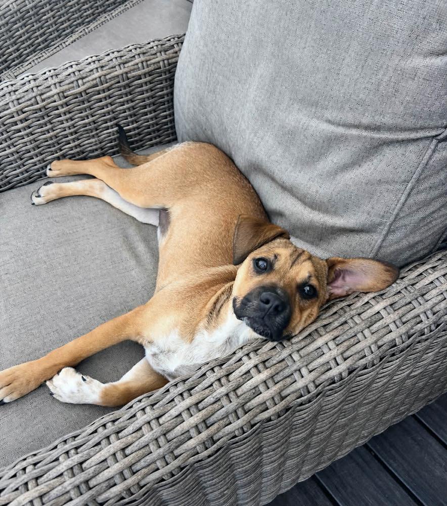 Wilby, Adoptable, Puppy Male Australian Cattle Dog / Blue Heeler & Basset Hound.