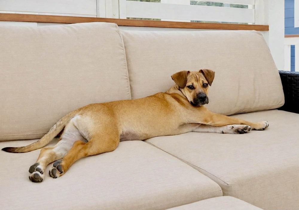 Enlarge Wilby, a Adoptable mixed breed in Boulder, CO image 2/6