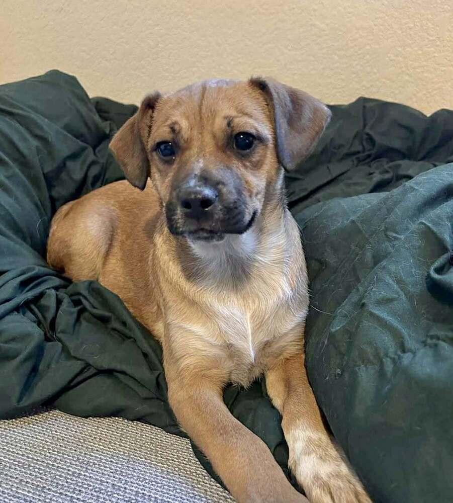 Enlarge Wilbert, a Adoptable mixed breed in Boulder, CO image 2/4