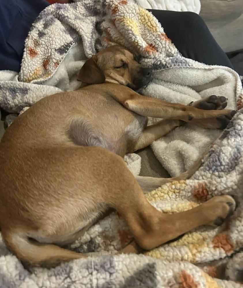 Enlarge Wilby, a Adoptable mixed breed in Boulder, CO image 3/6