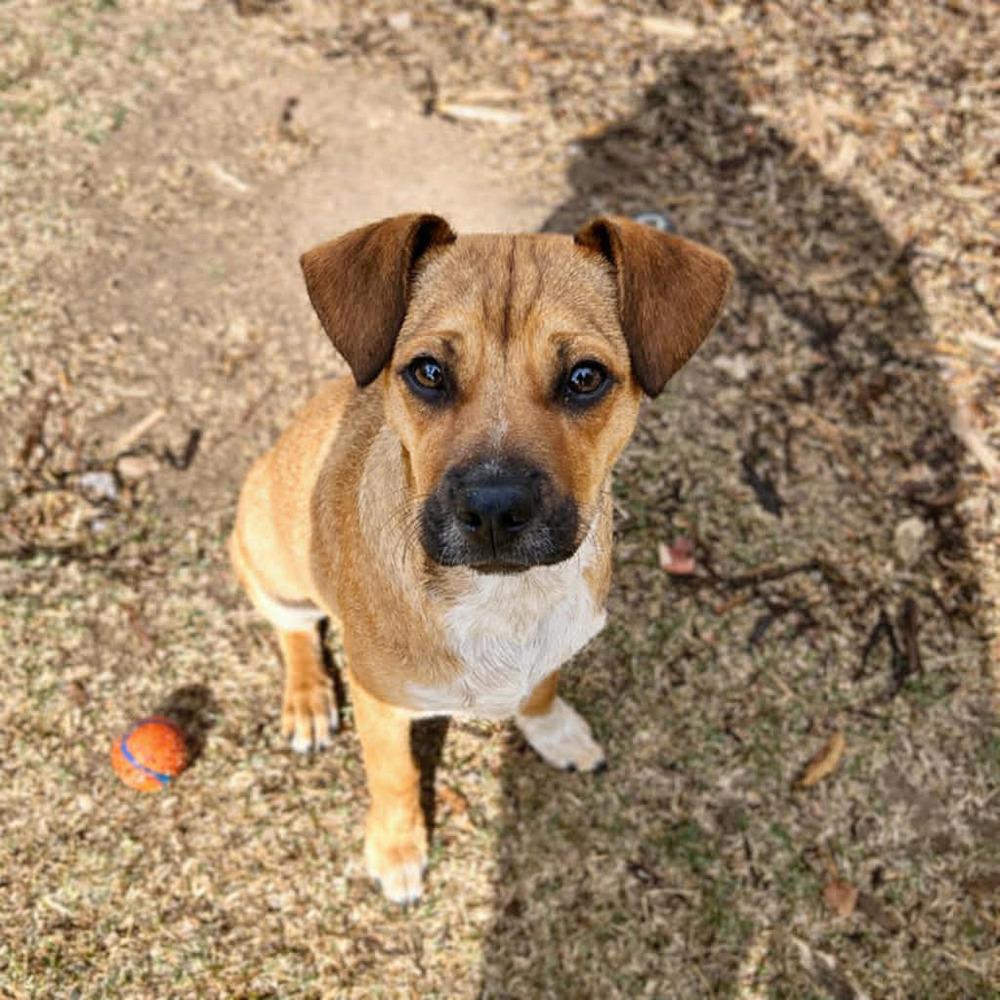 Enlarge Wilby, a Adoptable mixed breed in Boulder, CO image 4/6