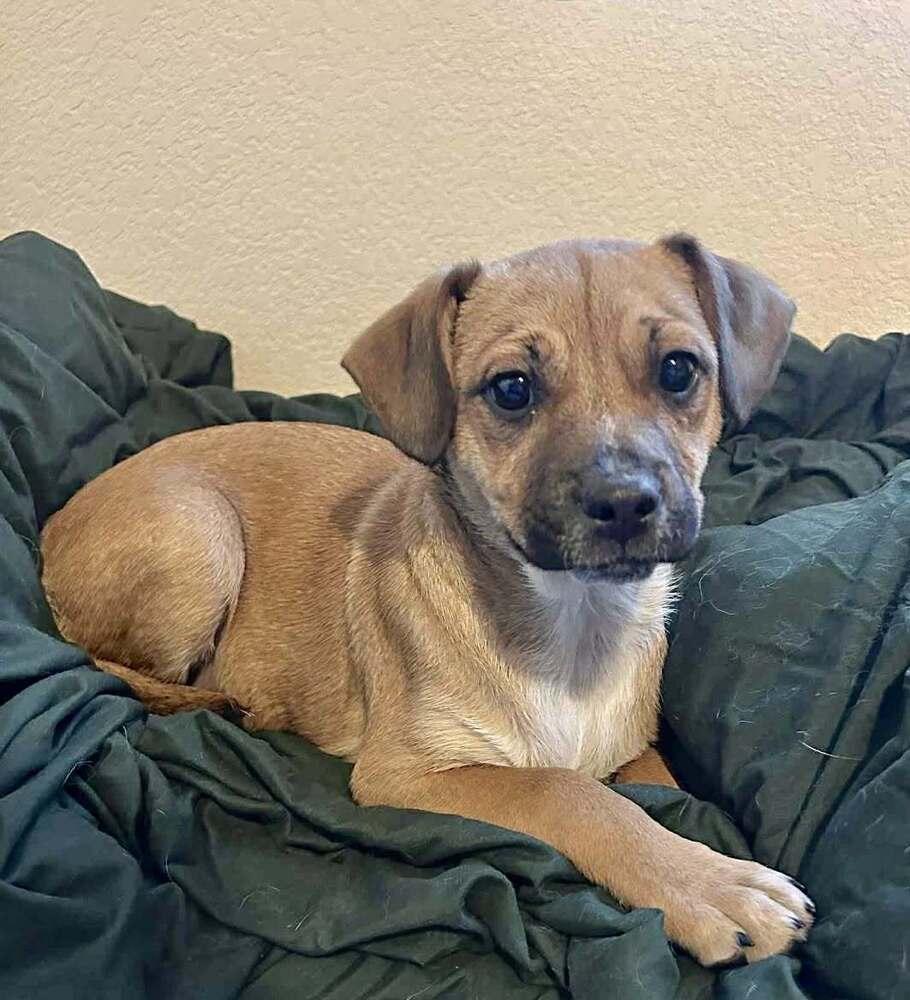 Enlarge Wilbert, a Adoptable mixed breed in Boulder, CO image 3/4