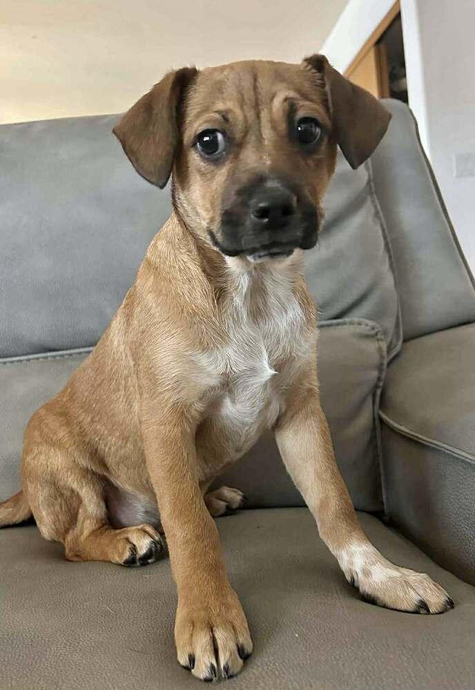 Enlarge Wilbert, a Adoptable mixed breed in Boulder, CO image 4/4