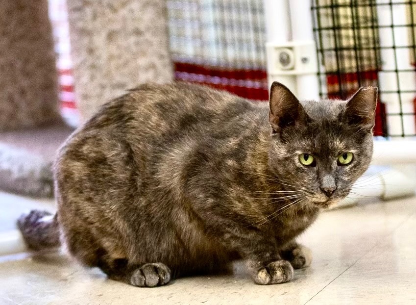 Enlarge Jennifer, a Adoptable Dilute Tortoiseshell in Frederick, MD image 1/8